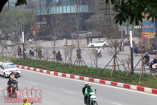 Hàng cây phong lá đỏ đâm chồi nảy lộc ảnh 10